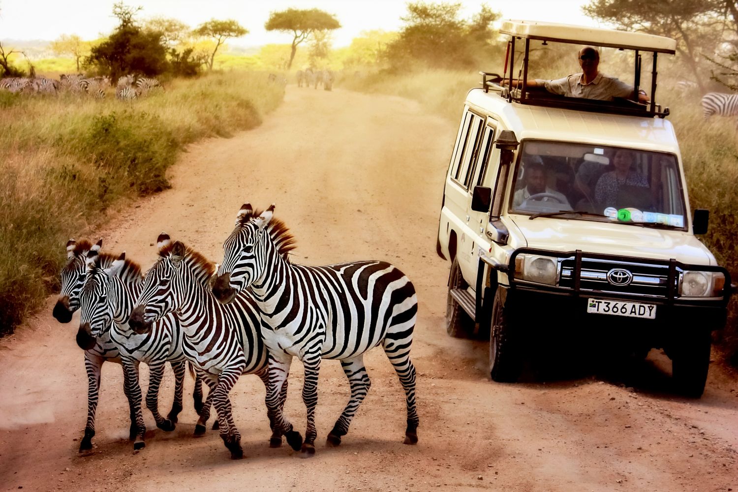Zebras auf einer Safari in Afrika